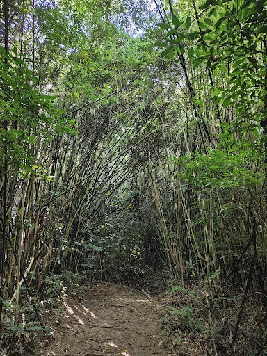 Foto 21 de Parque Estadual Cantareira - Núcleo Cabuçu