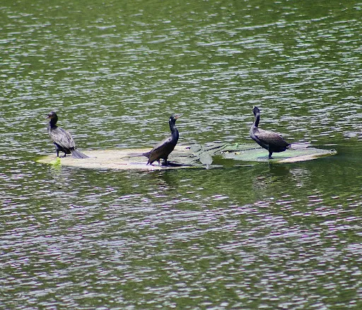 Foto 8 de Parque Tietê Ecológico Barueri