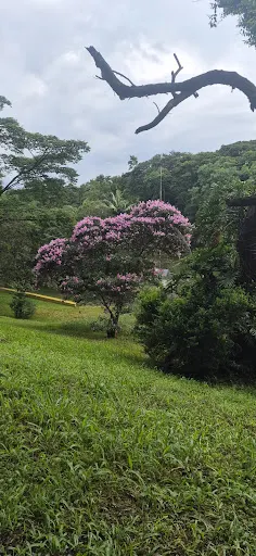Foto 27 de Praça Vinícius de Moraes