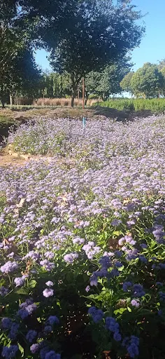 Foto 12 de Bloemen Park