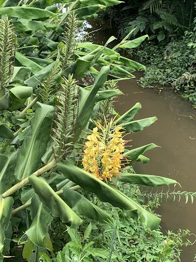 Foto 37 de Jardim Botânico de São Paulo