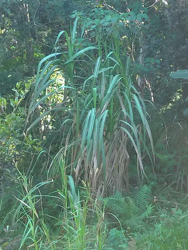 Foto 27 de Parque Ecológico Imigrantes
