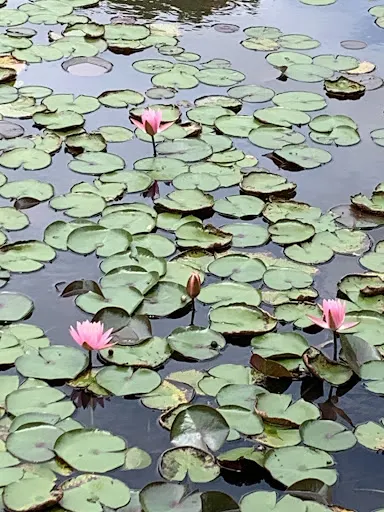 Foto 33 de Jardim Botânico de São Paulo