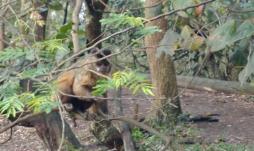 Foto 40 de Ilha dos Macacos