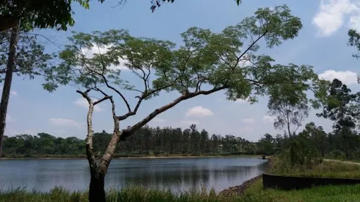 Foto 9 de Horto Florestal Sumaré-SP