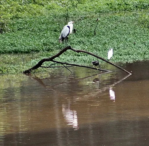 Foto 12 de Parque Tietê Ecológico Barueri