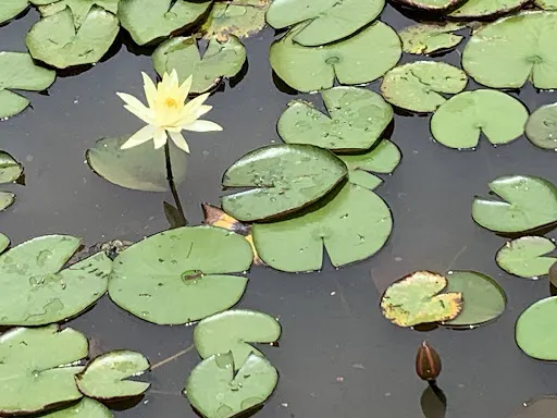 Foto 32 de Jardim Botânico de São Paulo