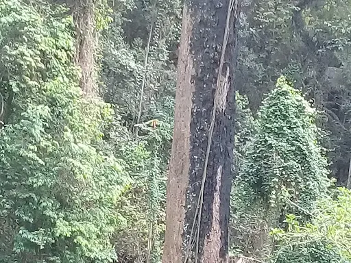 Foto 17 de Parque Ecológico do Jardim Bonança