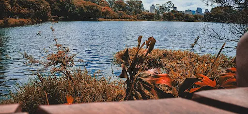 Foto 12 de Oca - Parque Ibirapuera