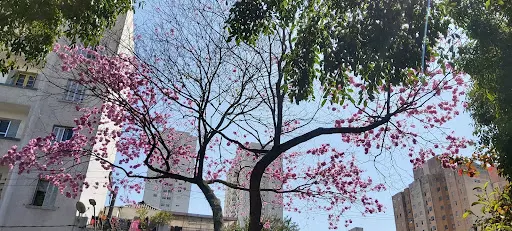Foto 12 de Parque Benemérito José Brás