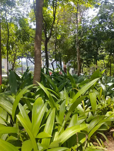 Foto 21 de Parque da Cidade - Torre Tarumã