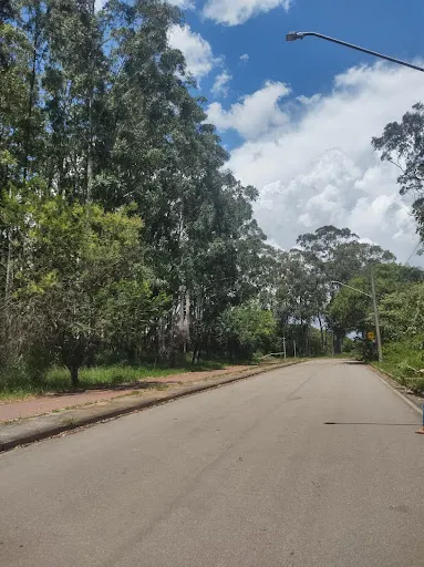 Foto 21 de Parque Estadual Alberto Löfgren - Horto Florestal