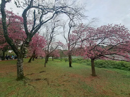 Foto 15 de Parque Ibirapuera