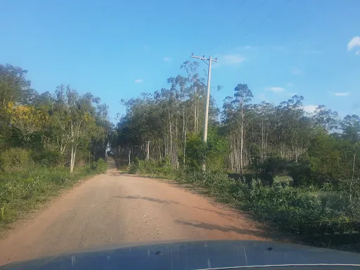 Foto 39 de Horto Florestal Sumaré-SP