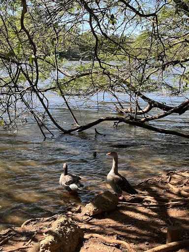 Foto 7 de Parque Ecológico Prof. Hermógenes de Freitas Leitão