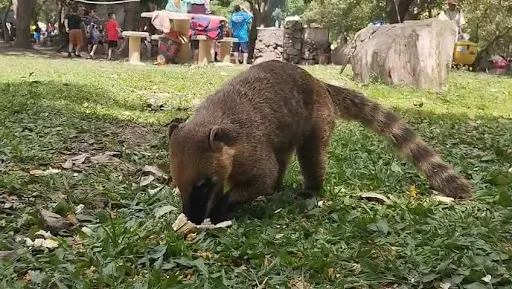 Foto 31 de Trem Turístico - Parque Ecológico